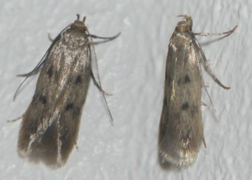 Borkhausenia sp.